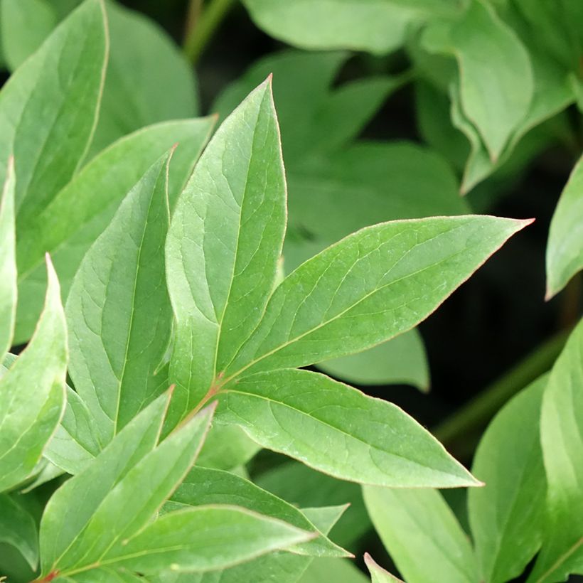 Paeonia x lactiflora Puffed Cotton - Edel-Pfingstrosen (Laub)