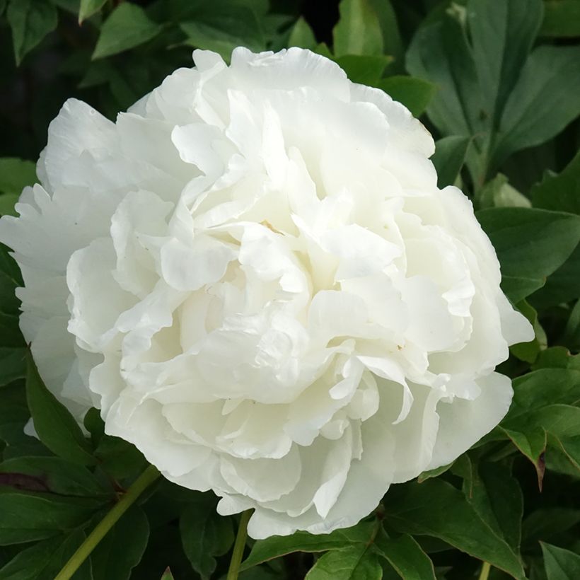 Paeonia x lactiflora Puffed Cotton - Edel-Pfingstrosen (Blüte)