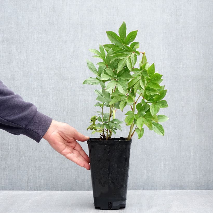 Exemplar von Paeonia x lactiflora Puffed Cotton - Edel-Pfingstrosen Topf mit 4L/5L wie im Frühjahr geliefert