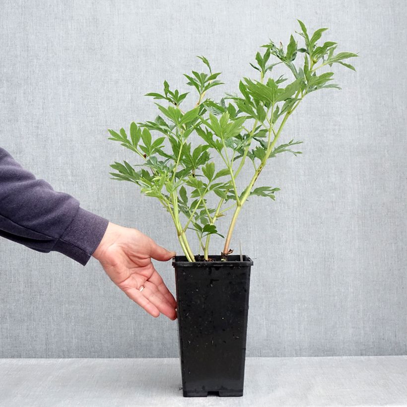 Example of Paeonia x lactiflora Raspberry Charm - Edel-Pfingstrosen Topf mit 4L/5L as you get in printemps