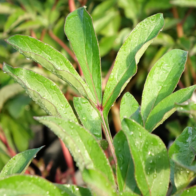 Paeonia lactiflora Konigin Wilhelmina - Edel-Pfingstrosen (Laub)