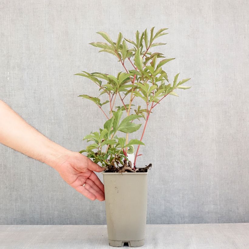 Exemplar von Paeonia lactiflora Konigin Wilhelmina - Edel-Pfingstrosen Topf mit 3L/4L wie im Frühjahr geliefert