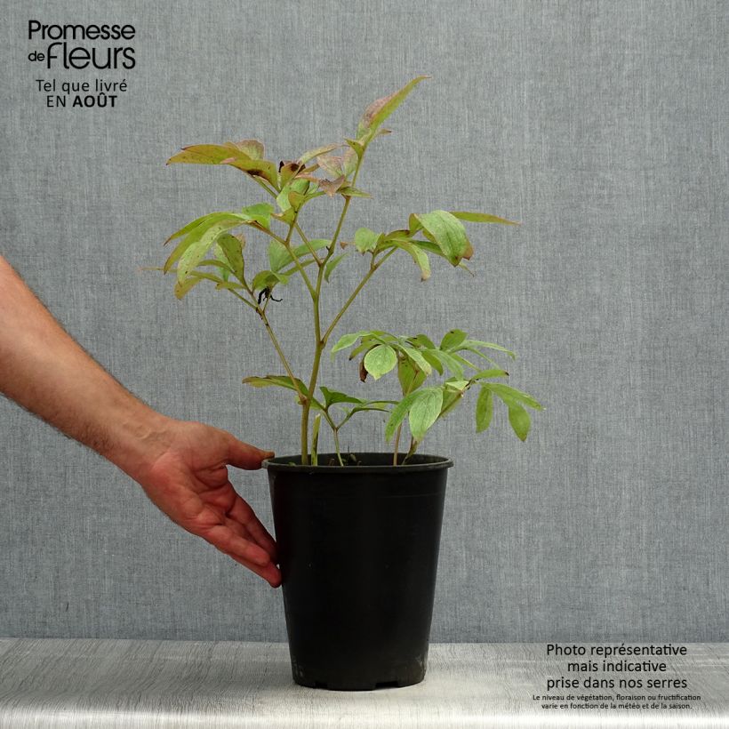 Exemplar von Paeonia lactiflora Sea Shell - Edel-Pfingstrosen Topf mit 3L/4L wie im Sommer geliefert