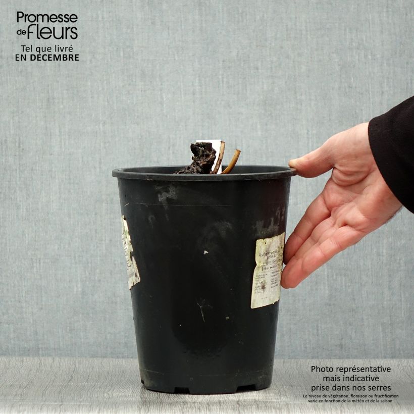 Exemplar von Pivoine lactiflora Sea Shell Pot de 3L/4L wie im Winter geliefert