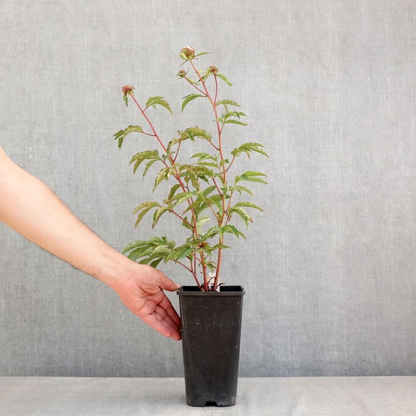 Example of Paeonia lactiflora Solange - Edel-Pfingstrosen Topf mit 3L/4L as you get in printemps