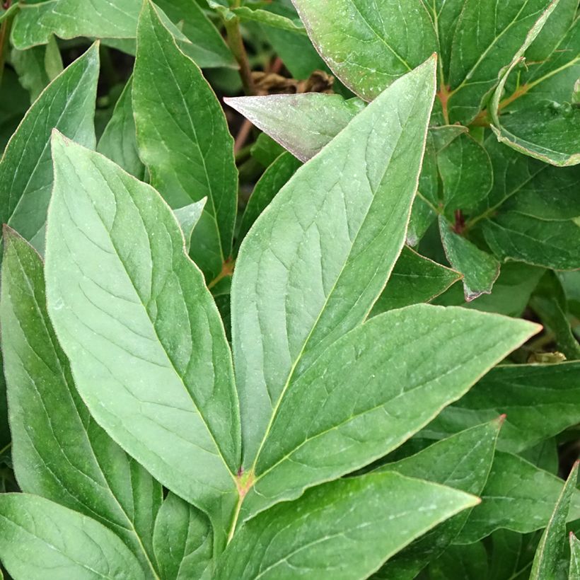 Paeonia x lactiflora Think pink - Edel-Pfingstrosen (Laub)