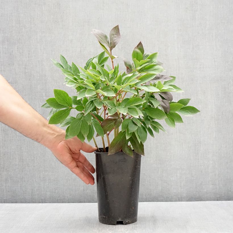 Exemplar von Paeonia x lactiflora Think pink - Edel-Pfingstrosen Topf mit 4L/5L wie im Frühjahr geliefert