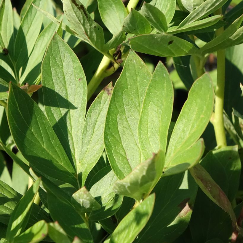 Paeonia lactiflora Tom Cat - Edel-Pfingstrosen (Foliage)
