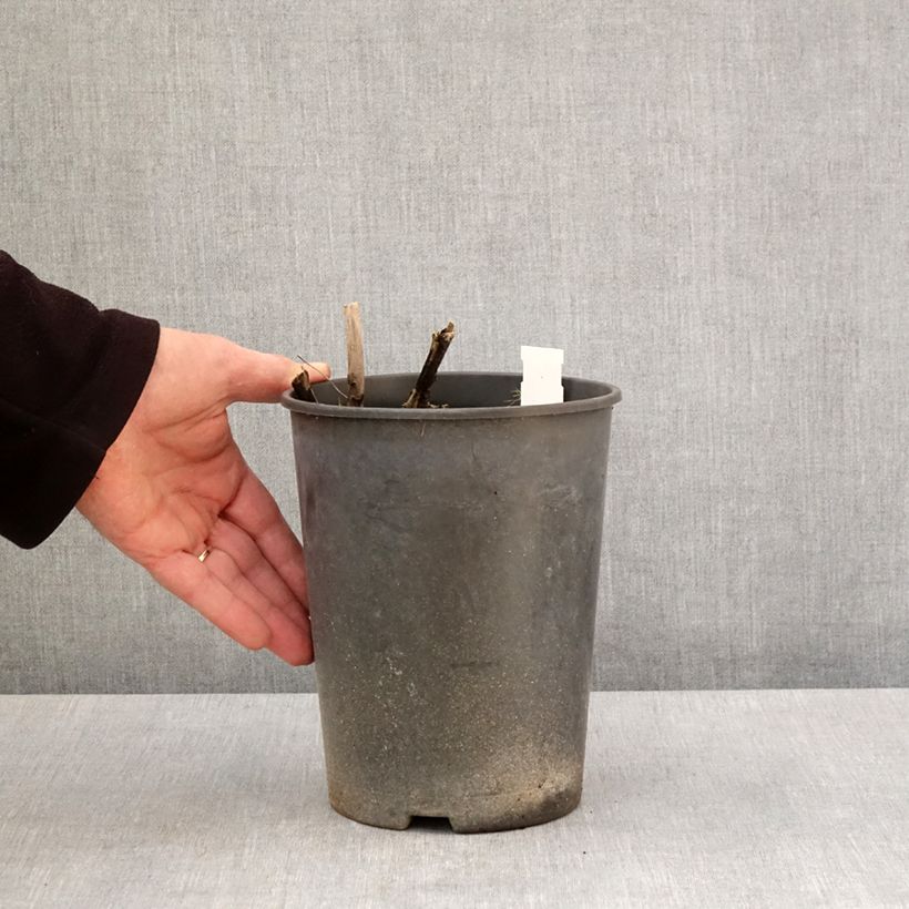 Exemplar von Paeonia lactiflora Top Brass - Edel-Pfingstrosen Topf mit 3L/4L wie im Frühjahr geliefert