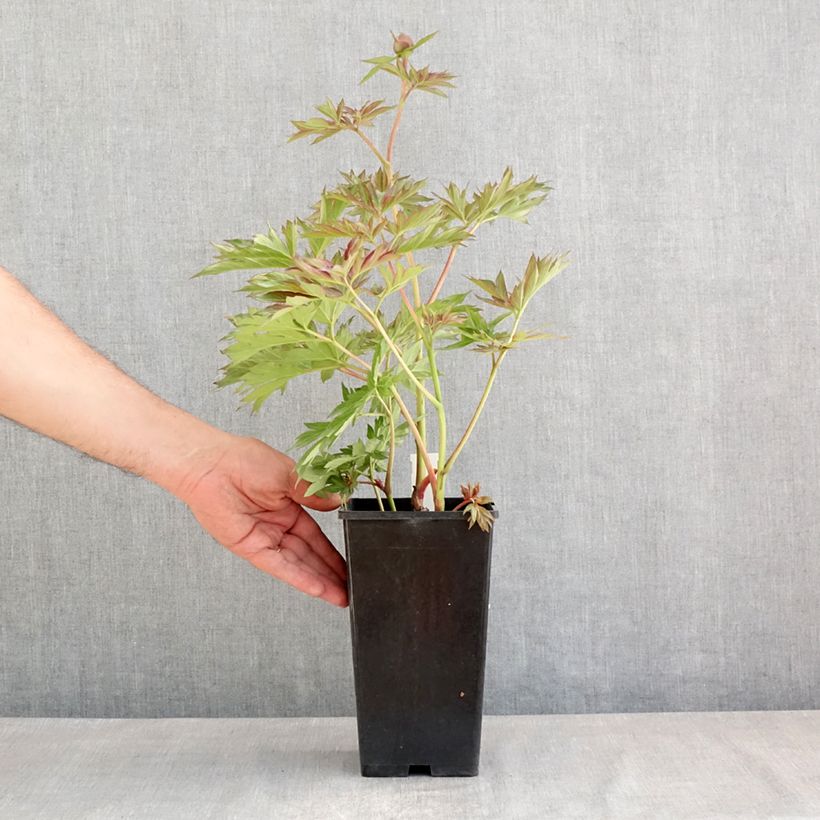 Example of Paeonia lactiflora Victoire de la Marne - Edel-Pfingstrosen Topf mit 3L/4L as you get in printemps