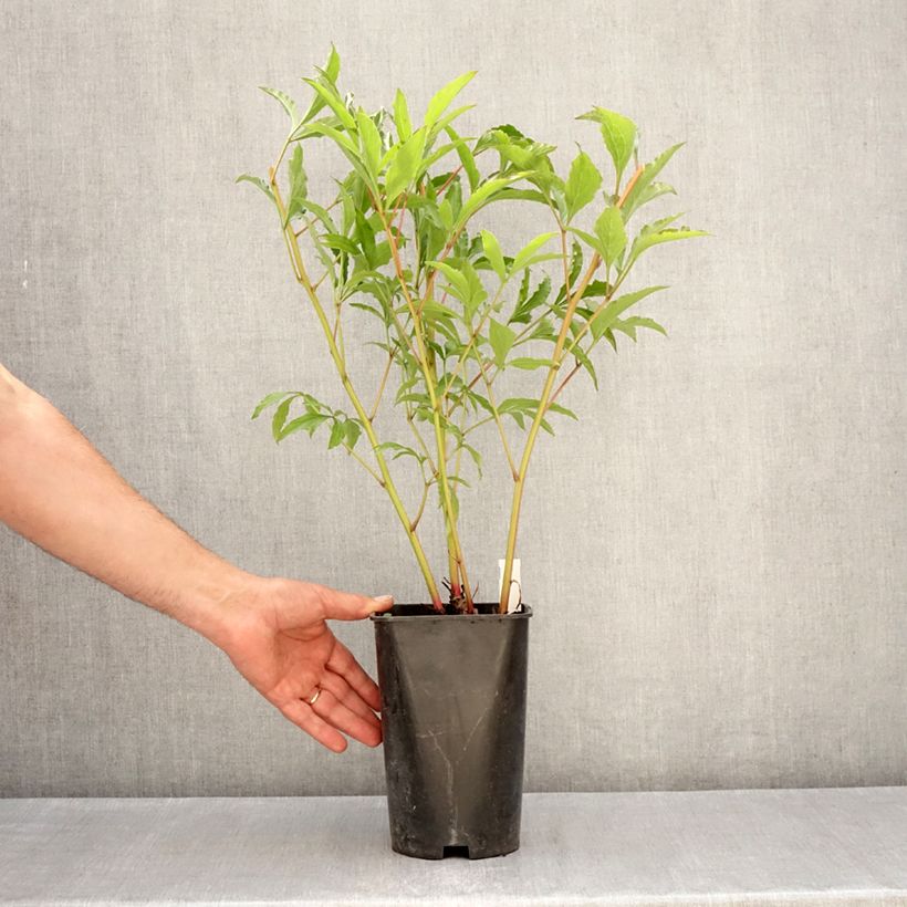 Exemplar von Paeonia x lactiflora Vogue - Edel-Pfingstrosen Topf mit 4L/5L wie im Frühjahr geliefert