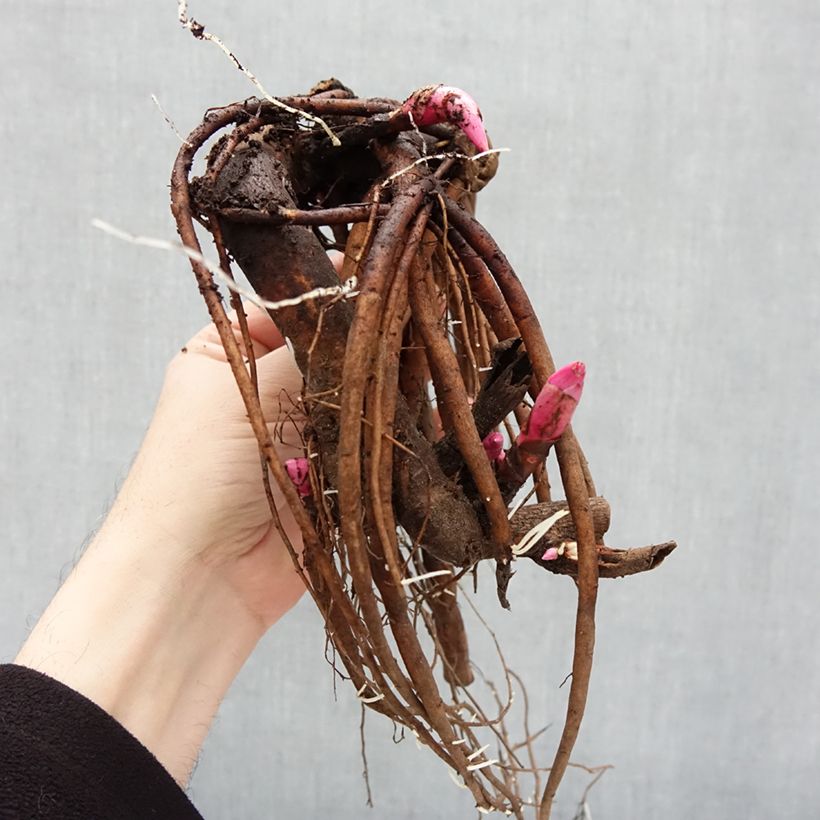 Example of Paeonia lactiflora White Cap - Edel-Pfingstrosen Stamm 3/5 Augen as you get in hiver