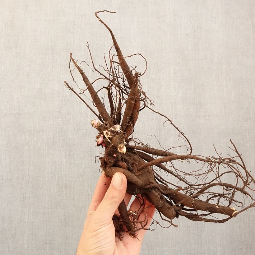 Exemplar von Paeonia Patio Peony Moscow - Zwerg Edel-Pfingstrosen Stamm 3/5 Augen wie im Winter geliefert