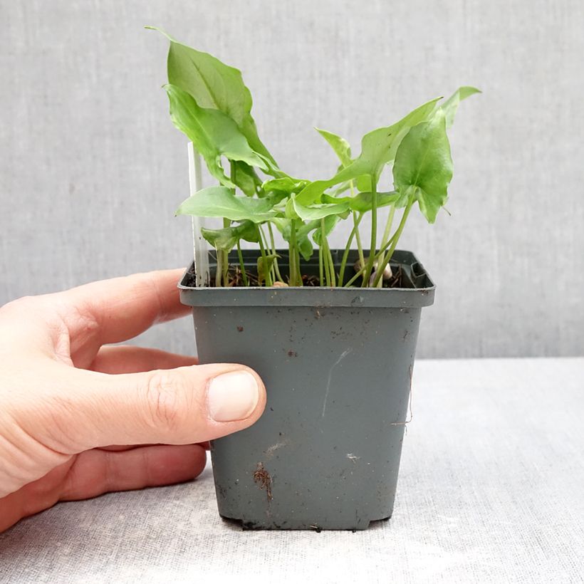 Exemplar von Arisarum proboscideum - Rüsselartiger Mäuseschwanz Kleine Töpfe von 8/9 cm wie im Frühjahr geliefert