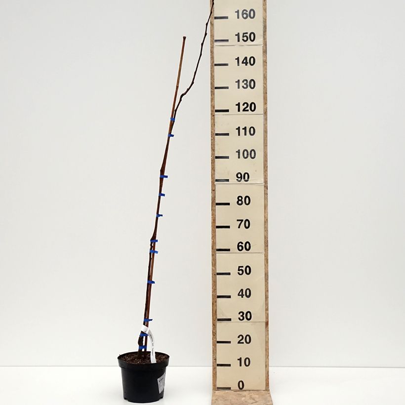 Exemplar von Kaki-Pflaume Budapest - Diospyros kaki Topf mit 4L/5L, Halbstamm wie im Winter geliefert