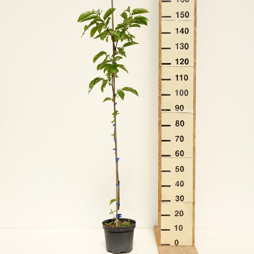 Exemplar von Kaki-Pflaume Budapest - Diospyros kaki Topf mit 4L/5L, Halbstamm wie im Frühjahr geliefert