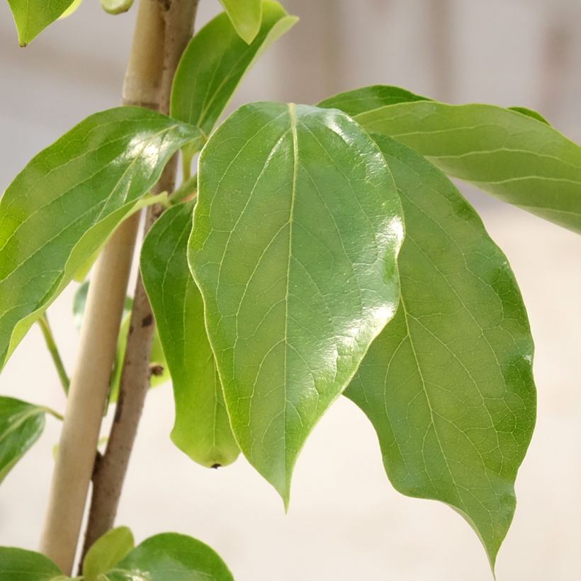 Kaki-Pflaume Budapest - Diospyros kaki (Laub)