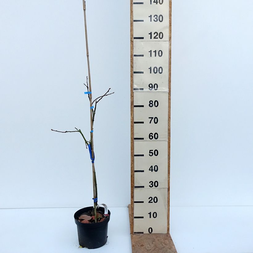Exemplar von Kaki-Pflaume Budapest - Diospyros kaki Topf mit 4L/5L, Halbstamm wie im Herbst geliefert