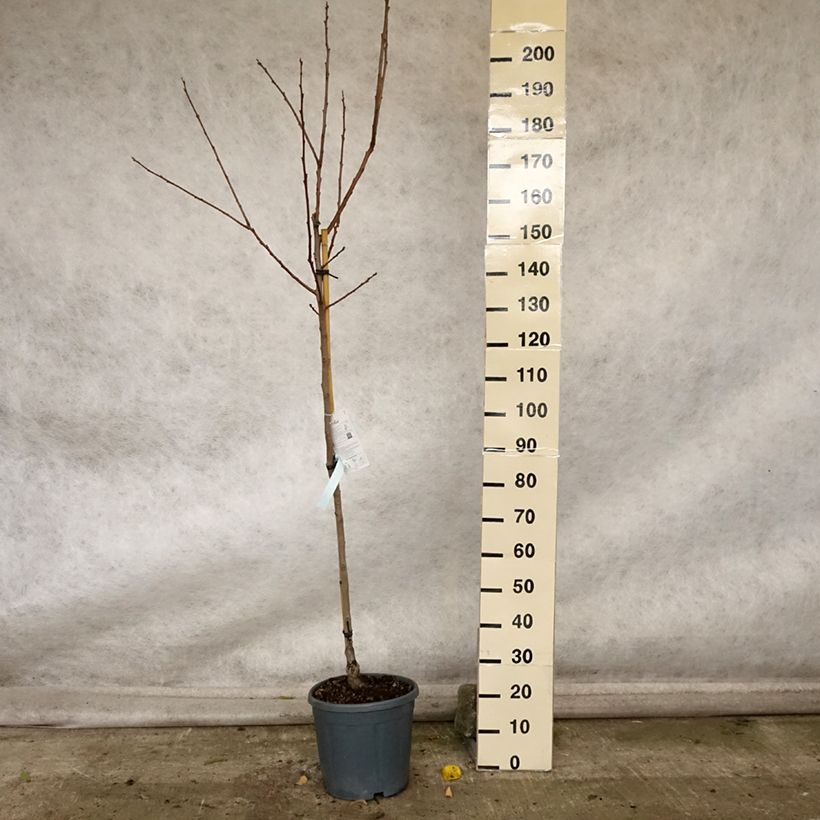 Exemplar von Plaqueminier, Kaki - Diospyros kaki Cioccolatino Pot de 12L/15L, Demi-Tige wie im Herbst geliefert