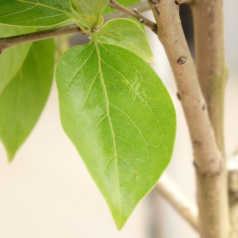 Kaki-Pflaume Cioccolatino - Diospyros kaki (Foliage)