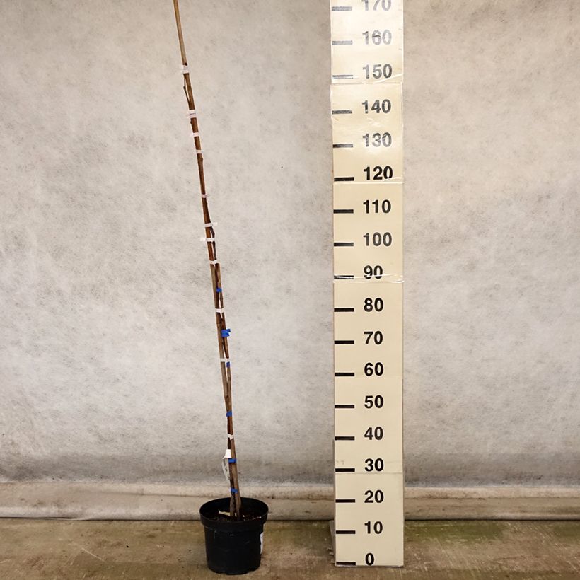 Exemplar von Plaqueminier, Kaki - Diospyros kaki Korea Pot de 7,5L/10L, Demi-Tige wie im Herbst geliefert