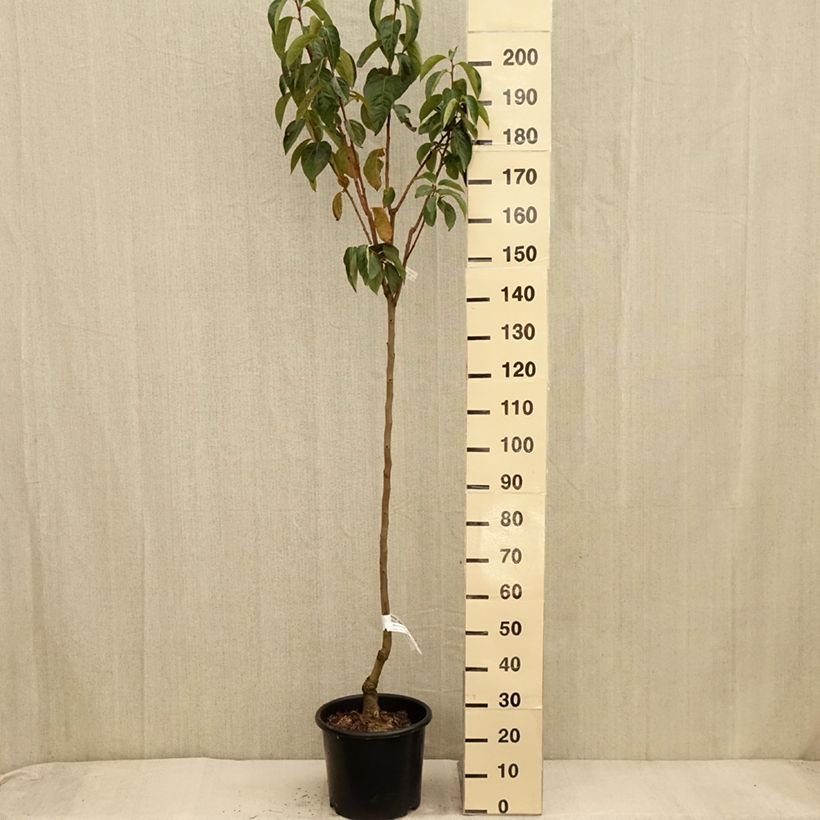 Exemplar von Plaqueminier, Kaki - Diospyros kaki Ragno Pot de 12L/15L, Demi-Tige wie im Herbst geliefert