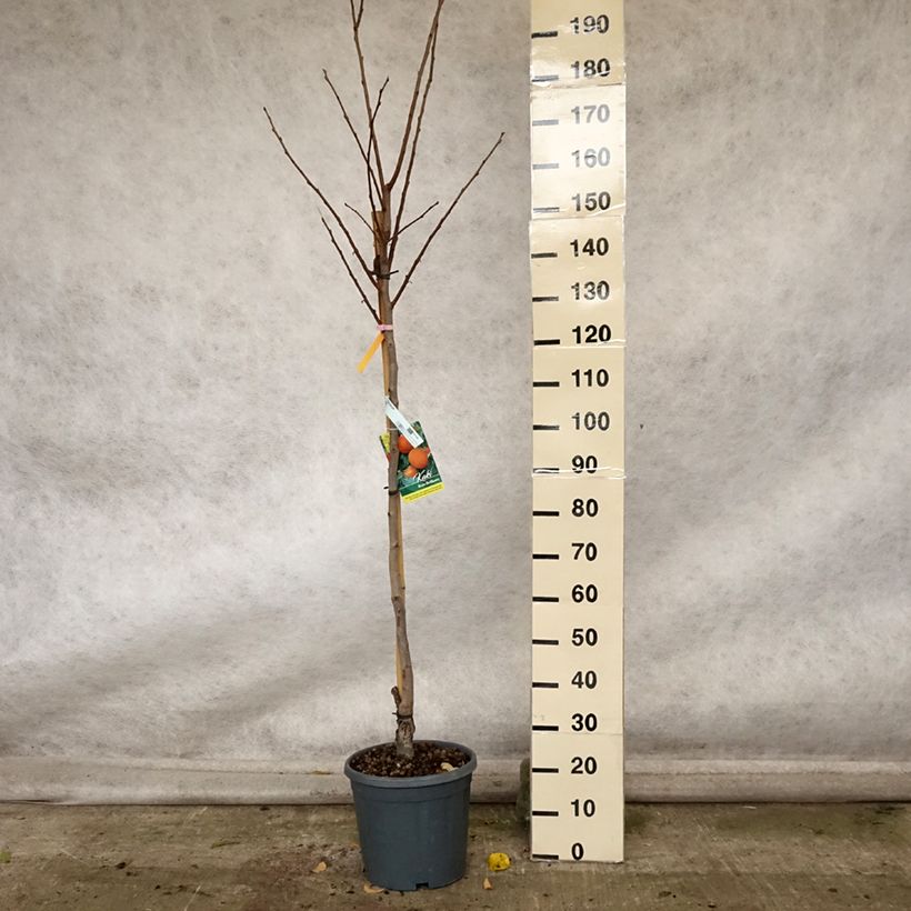 Exemplar von Plaqueminier, Kaki - Diospyros kaki Rouge Brillant - Persimon Pot de 4L/5L, Demi-Tige wie im Herbst geliefert