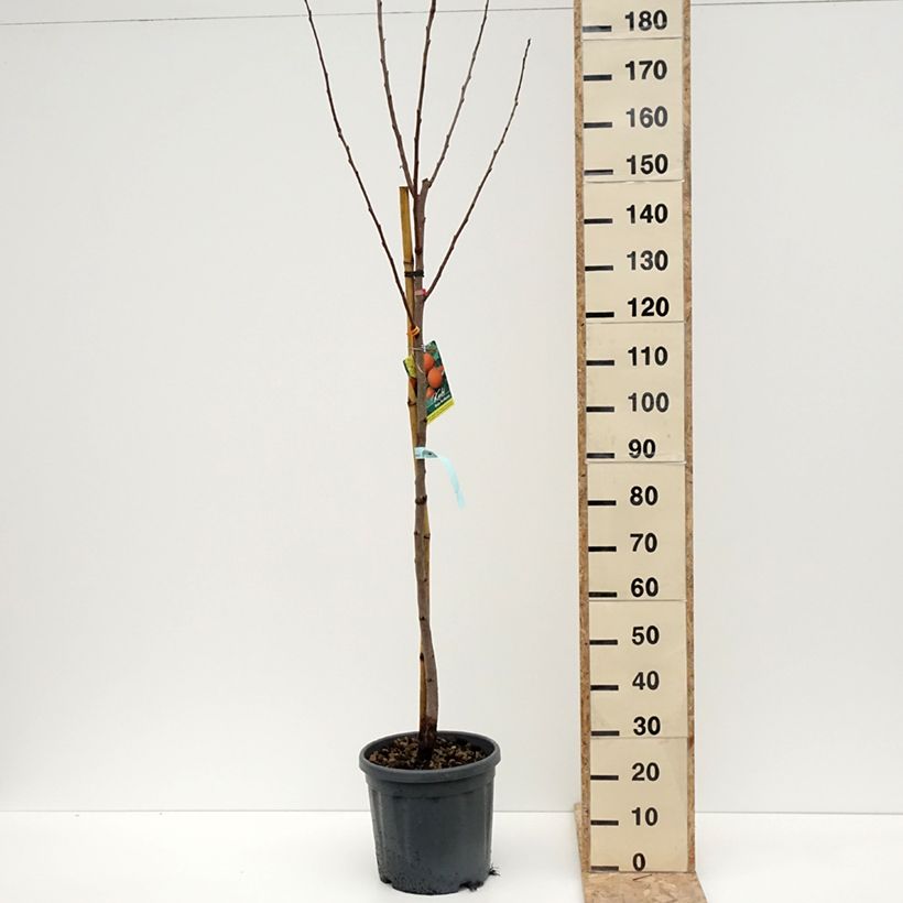 Example of Kaki-Pflaume Rojo Brillante - Diospyros kaki Topf mit 4L/5L, Halbstamm as you get in hiver