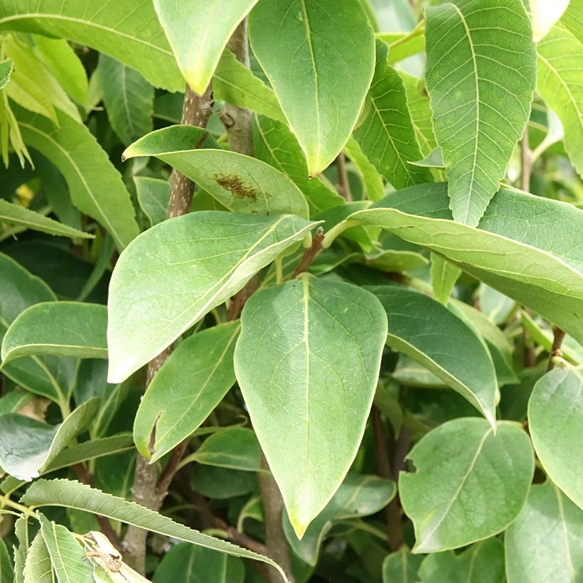 Kaki-Pflaume Rojo Brillante - Diospyros kaki (Foliage)