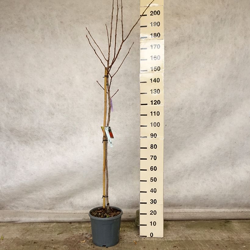 Exemplar von Plaqueminier, Kaki - Diospyros kaki Sharon Pot de 12L/15L, Demi-Tige wie im Herbst geliefert