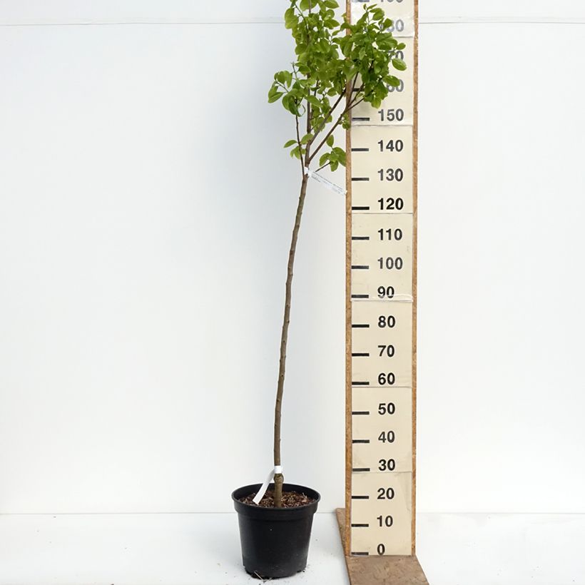 Exemplar von Kaki-Pflaume Sharon - Diospyros kaki Topf mit 12L/15L, Halbstamm wie im Frühjahr geliefert