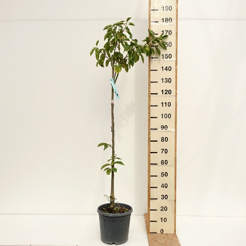 Exemplar von Kaki-Pflaume Tipo - Diospyros kaki Topf mit 12L/15L, Halbstamm wie im Sommer geliefert