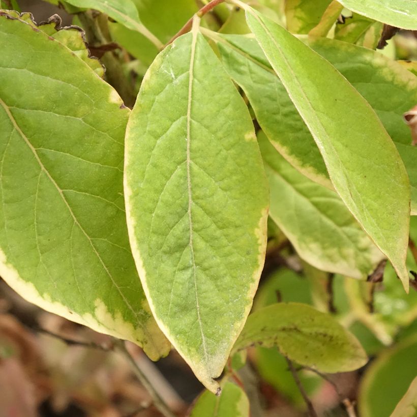 Dattelpflaume - Diospyros lotus (Foliage)