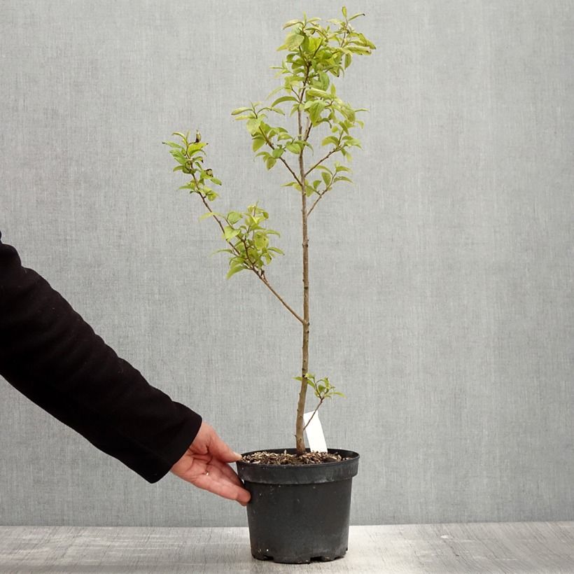 Example of Dattelpflaume - Diospyros lotus Topf mit 2L/3L as you get in printemps