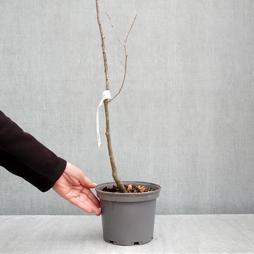 Exemplar von Dattelpflaume - Diospyros lotus Topf mit 3L/4L wie im Herbst geliefert