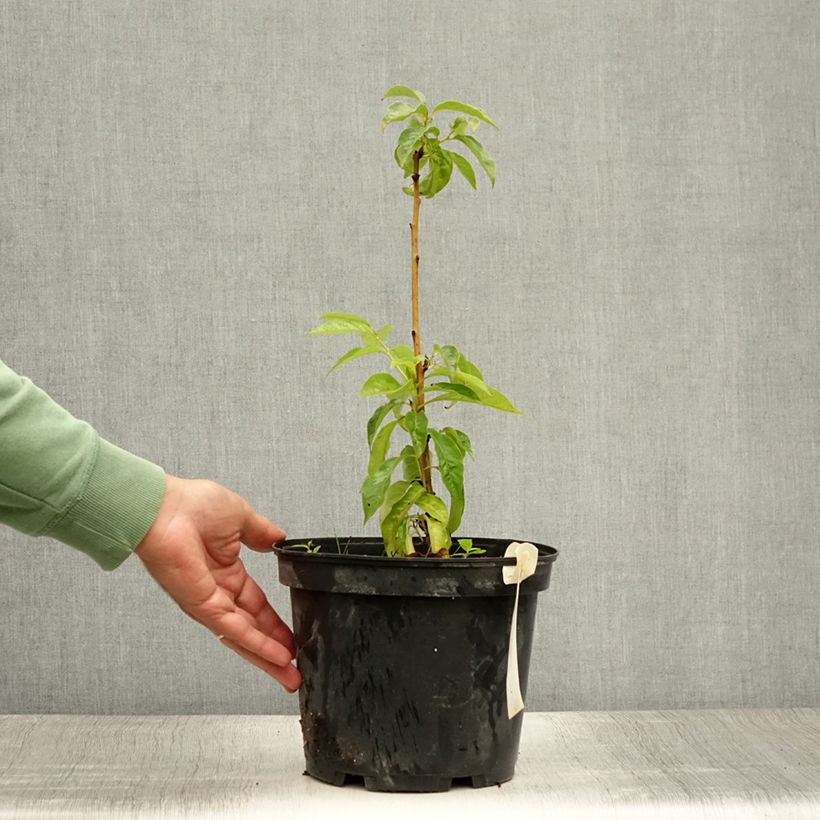 Exemplar von Dattelpflaume - Diospyros lotus Topf mit 3L/4L wie im Sommer geliefert