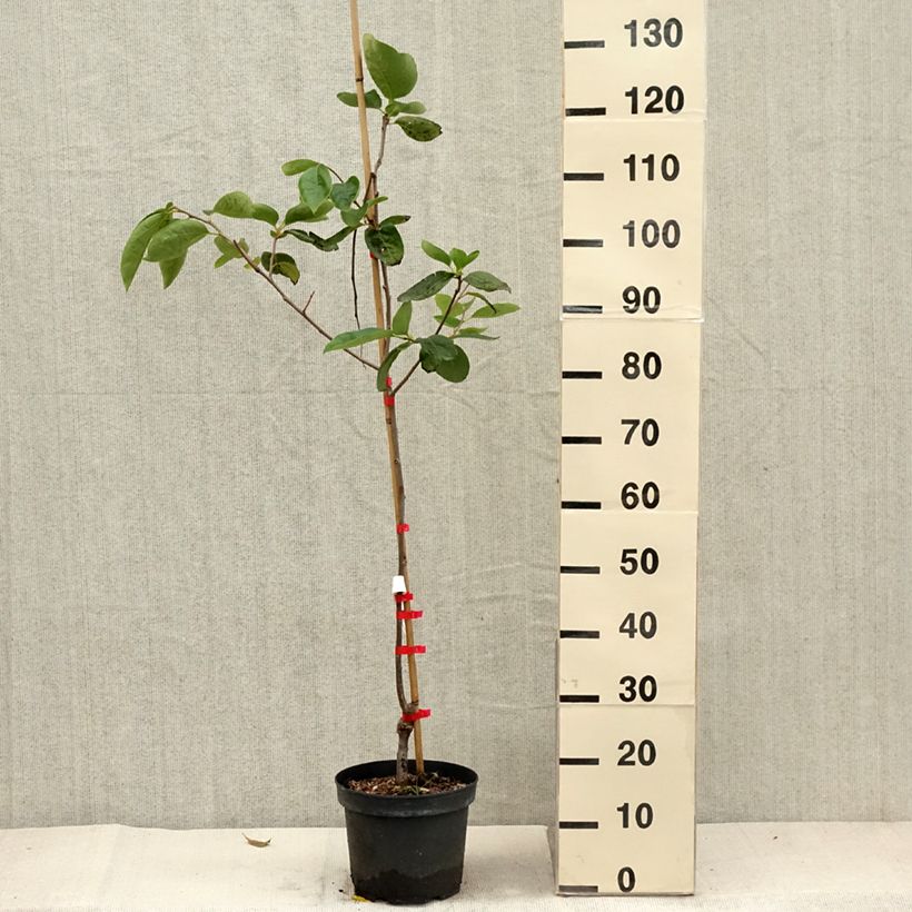 Exemplar von Kaki-Pflaume Nikita’s Gift - Diospyros kaki Topf mit 4L/5L, Halbstamm wie im Herbst geliefert