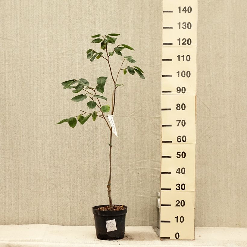Exemplar von Kaki-Pflaume Nikita’s Gift - Diospyros kaki Topf mit 4L/5L, Halbstamm wie im Sommer geliefert