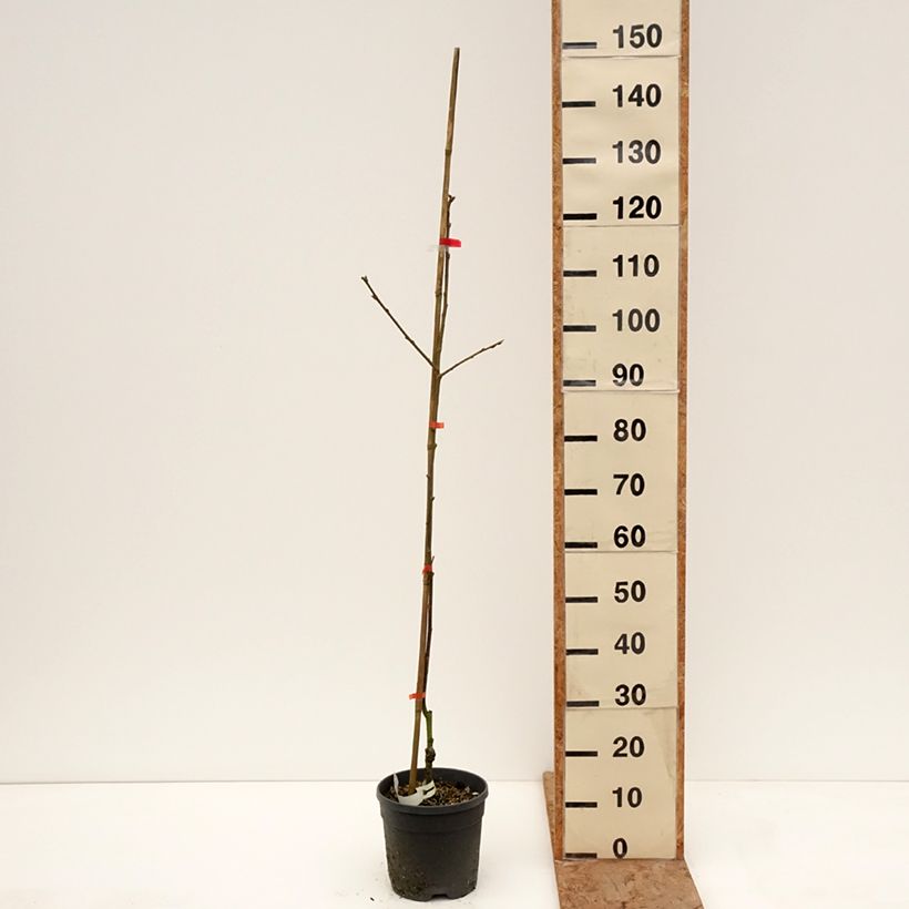 Exemplar von Kaki-Pflaume Nikita’s Gift - Diospyros kaki Topf mit 4L/5L, Halbstamm wie im Winter geliefert