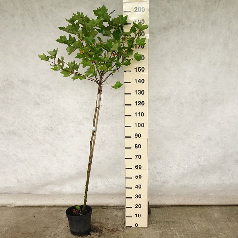 Exemplar von Platanus hispanica Alphen's Globe - Ahornblättrige Platane Topf mit 7,5L/10L, Stamm wie im Sommer geliefert