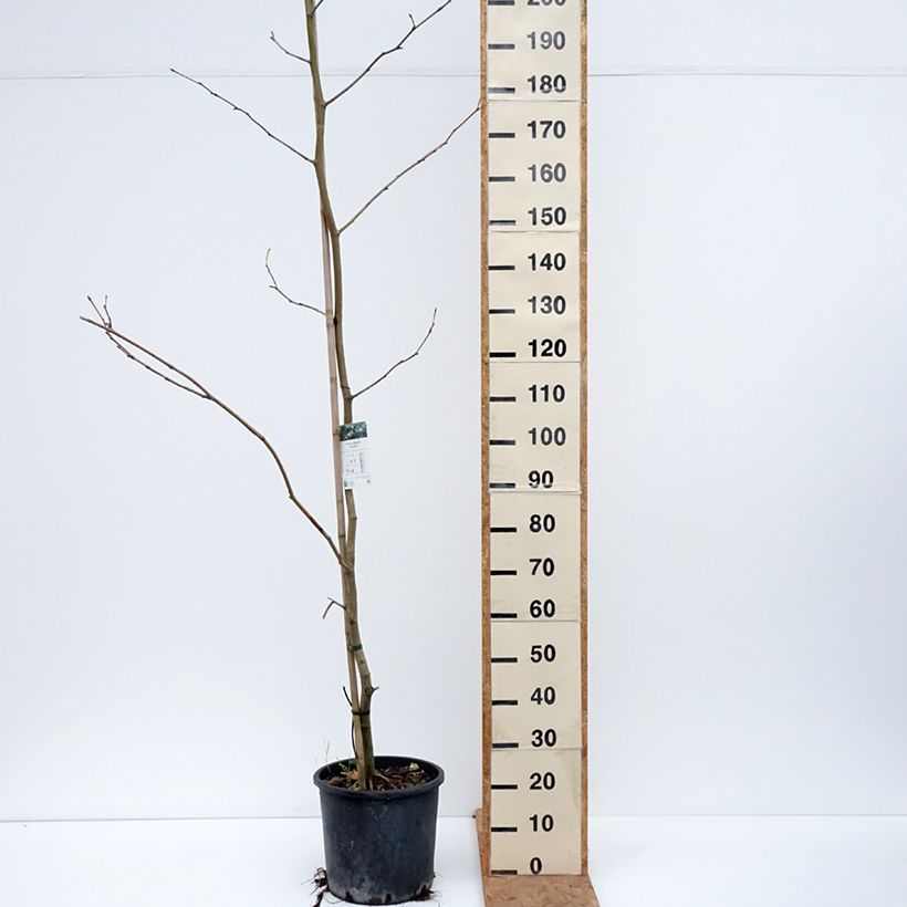 Exemplar von Platanus hispanica - Ahornblättrige Platane Topf mit 7,5L/10L wie im Herbst geliefert