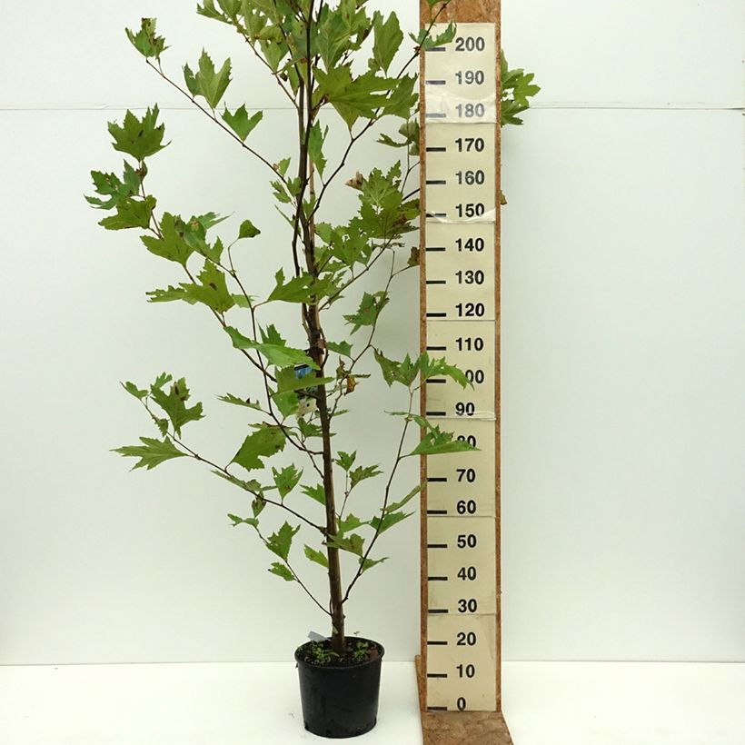 Exemplar von Platanus orientalis - Morgenländische Platane Topf mit 7,5L/10L wie im Sommer geliefert