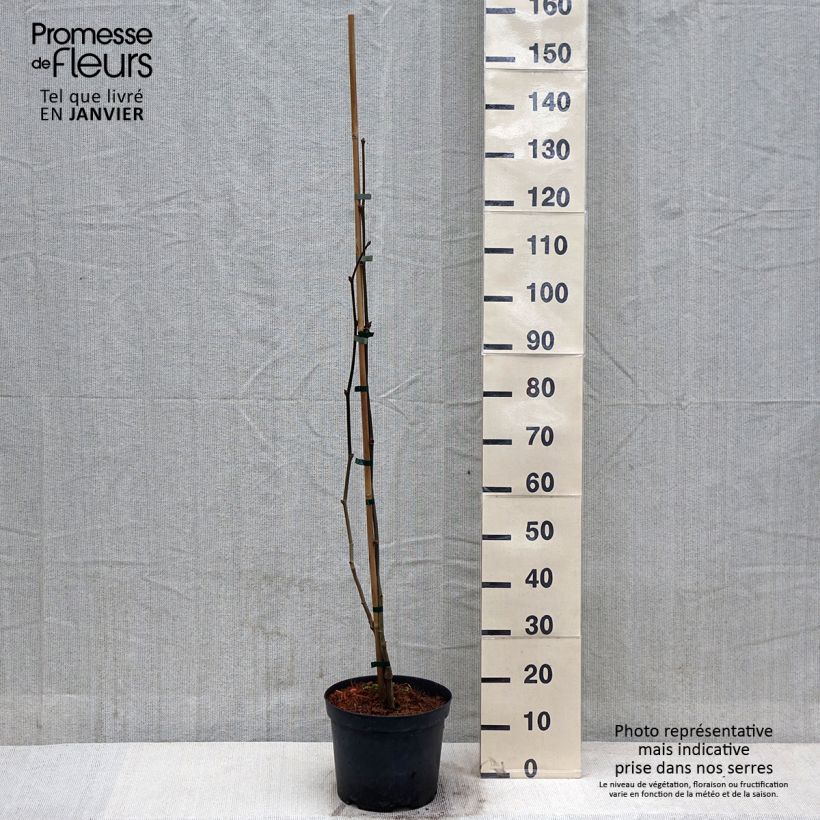 Exemplar von Platanus x hispanica Suttneri - Platane panaché Pot de 4L/5L wie im Winter geliefert