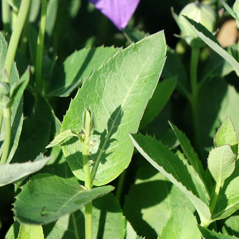 Ballonblume Astra Blue - Platycodon grandiflorus (Laub)