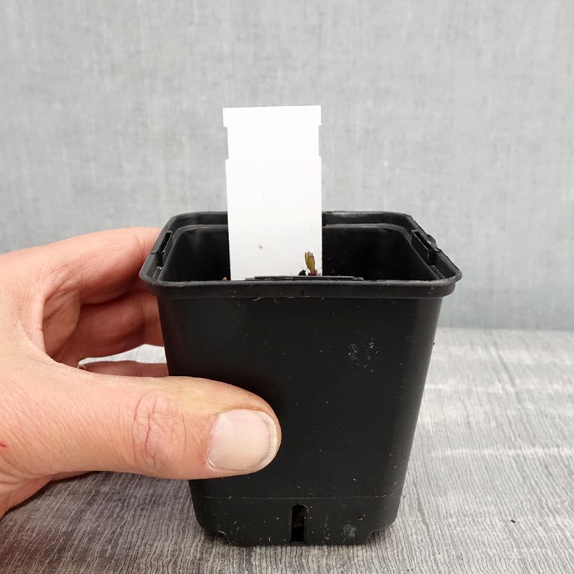 Example of Ballonblume Fuji Blue - Platycodon grandiflorus Kleine Töpfe von 8/9 cm as you get in printemps