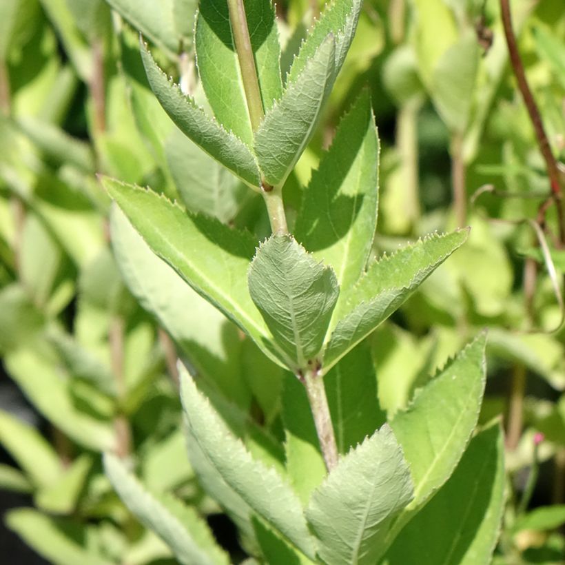 Ballonblume Fuji Blue - Platycodon grandiflorus (Foliage)