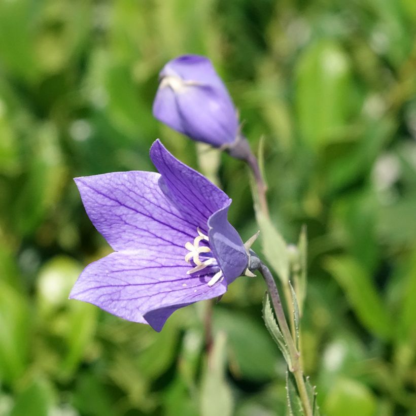 Ballonblume Fuji Blue - Platycodon grandiflorus (Flowering)