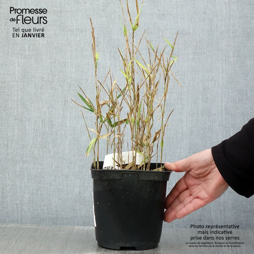 Exemplar von Pleioblastus shibuyanus Tsuboï - Bambou nain panaché Pot de 1,5L/2L wie im Winter geliefert