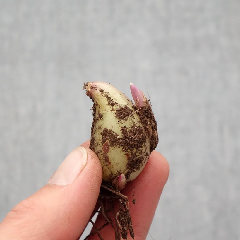 Exemplar von Pleione formosana Alba - Tibetorchidee Zwiebel Kaliber/Größe I wie im Frühjahr geliefert