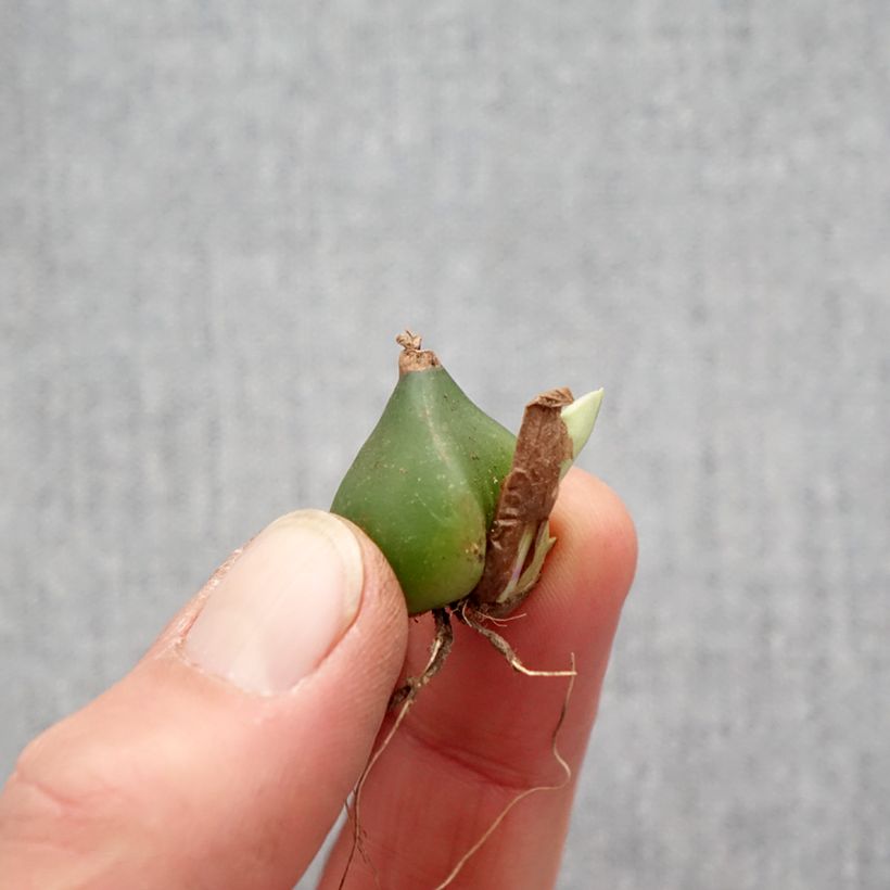 Example of Pleione formosana - Tibetorchidee Zwiebel Kaliber/Größe I as you get in printemps